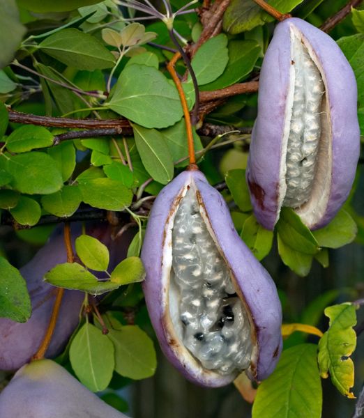 Akebia quinata